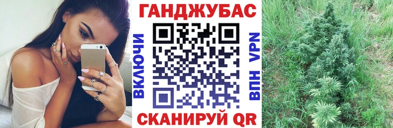 Конопля сатива  Новая Ладога 